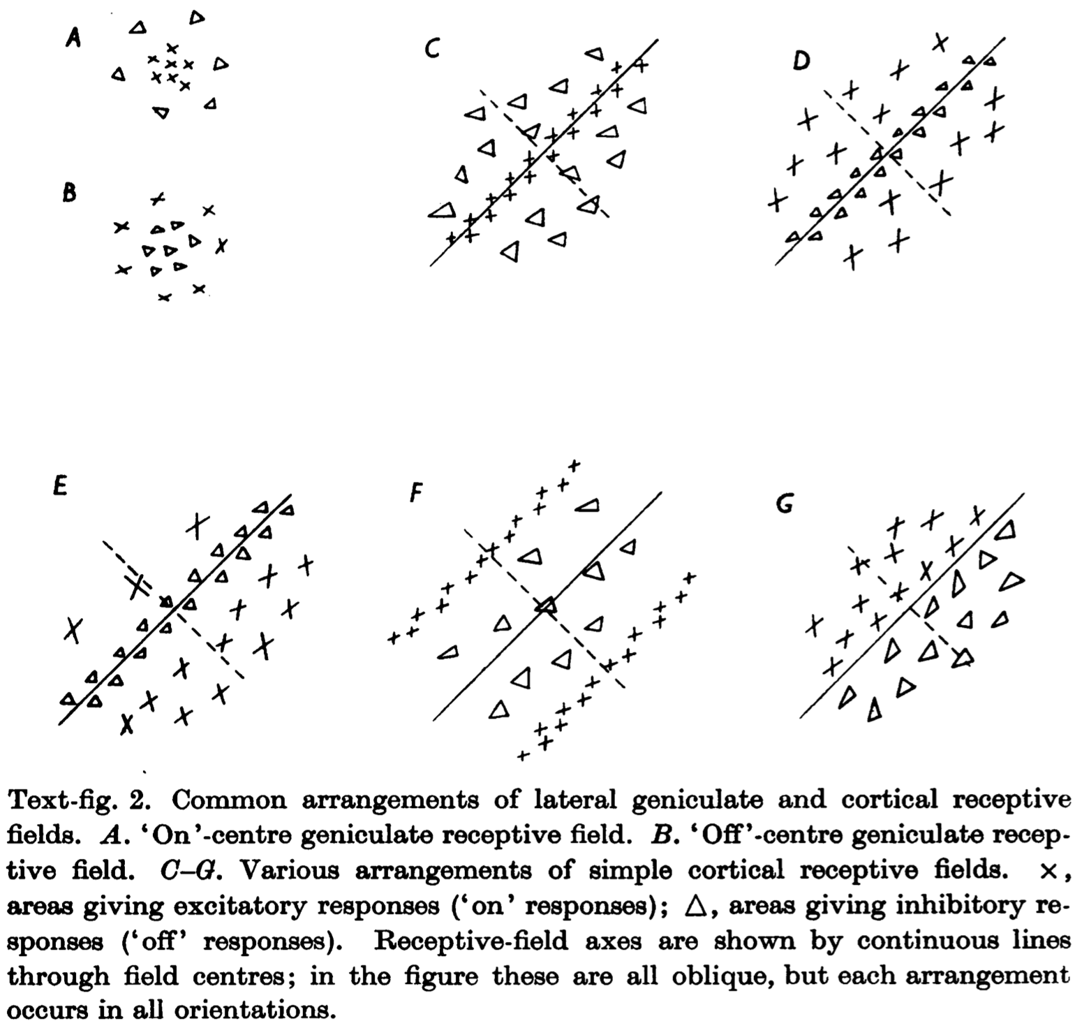 Simple Cells Receptive Fields